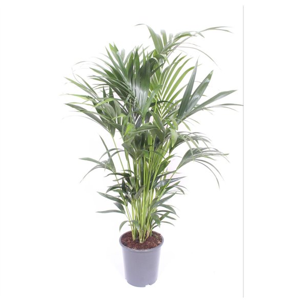 Palma Hovea forsteriana 10 v loncu10 pp 200cm 27cm Q2136