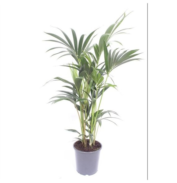 Palma Hovea forsteriana 5 v loncu5 pp 130cm 21cm Q2138