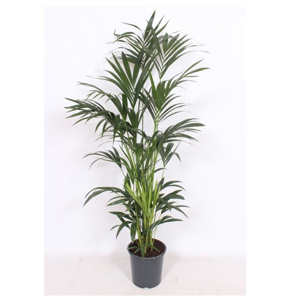 Palma Hovea forsteriana 10 v loncu10 pp 150cm 27cm Q2140