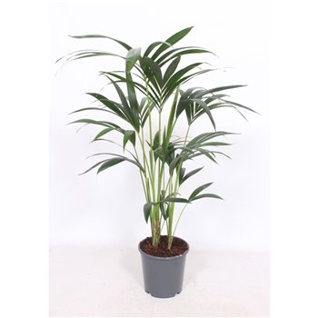 Palma Hovea forsteriana 5 v loncu5 pp 100cm 21cm Q2142