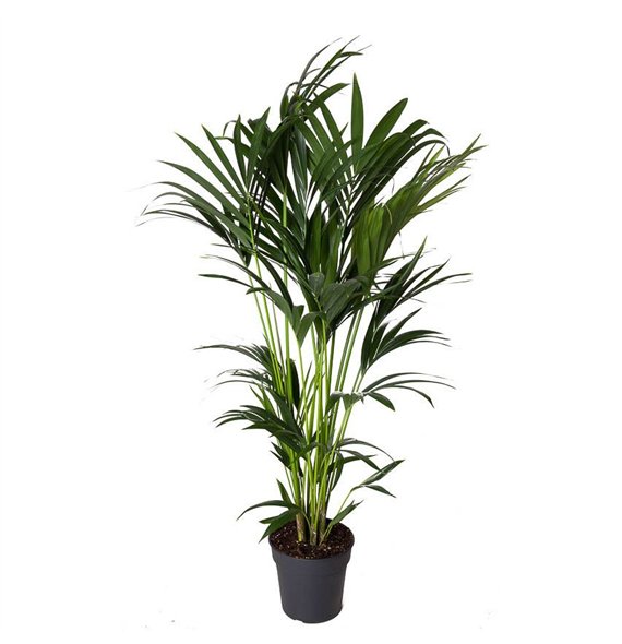 Palma Hovea forsteriana Forsteriana(kentia) P24-1306 pp 130cm 24cm Q2144