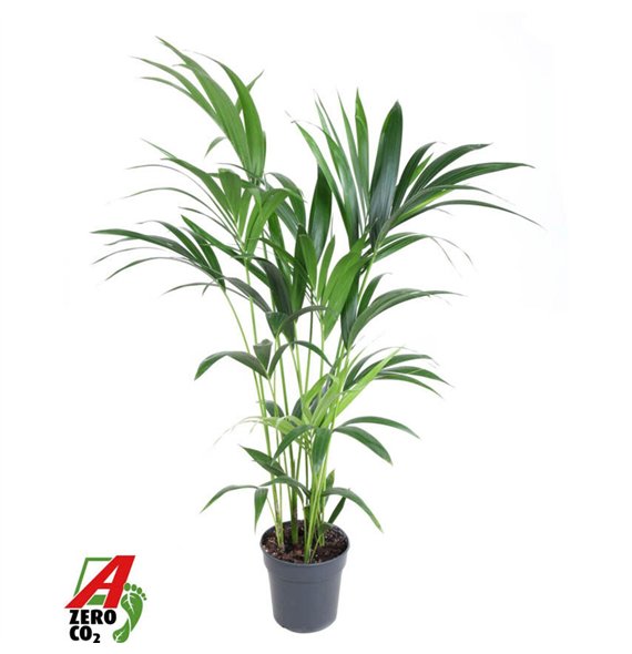 Palma Hovea forsteriana Forsteriana(kentia) P21-1206 pp 120cm 21cm Q2145