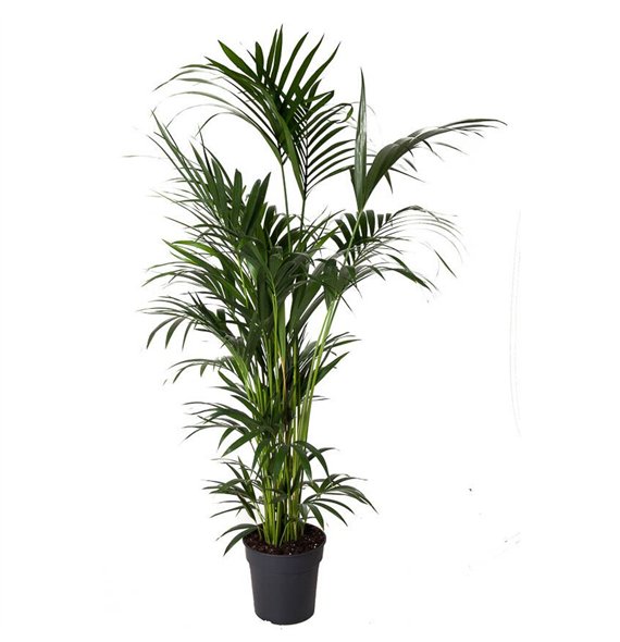 Palma Hovea forsteriana Forsteriana(kentia) P31-180pp 180cm 31cm Q2146