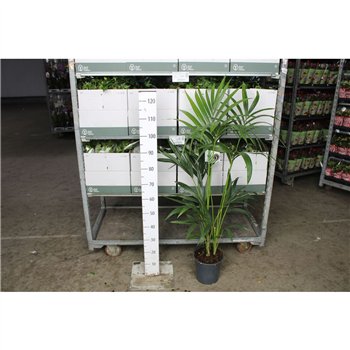 Palma Hovea forsteriana Forsteriana 130cm 130cm 21cm Q2151