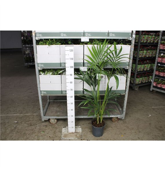 Palma Hovea forsteriana Forsteriana 130cm 130cm 21cm Q2151