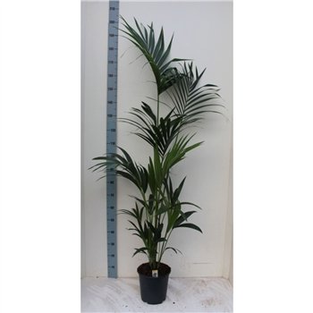 Palma Hovea forsteriana 160cm 24cm Q2152