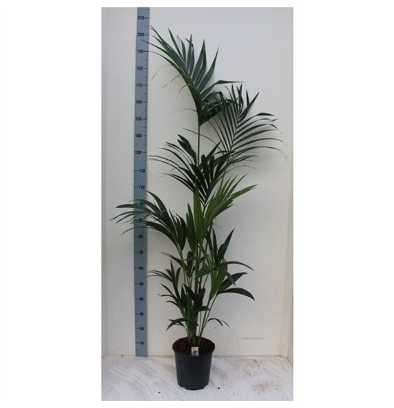 Palma Hovea forsteriana 160cm 24cm Q2152