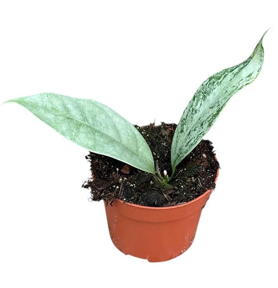 Hoya Coriacea Silver 2 5 - 4 9 cm 1 pp 2.5cm 10.5cm Q2165