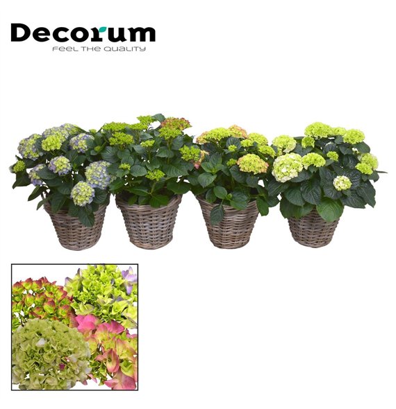 Hortenzija macrophylla bulb 10 - 15 heads in Rattan Košara (Decorum) fl 55cm 23cm Q2203