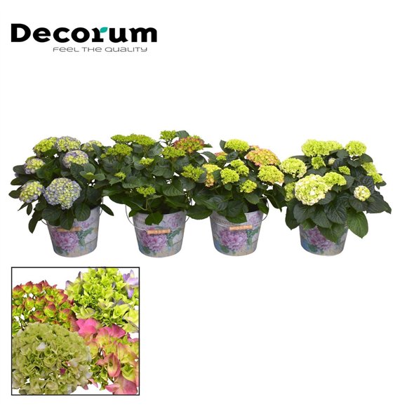 Hortenzija macrophylla bulb several colours 7 - 12 heads in Vedro (Decorum) fl 45cm 23cm Q2208