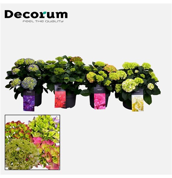 Hortenzija macrophylla bulb 7-12 heads mixed on de laag (Decorum) 7 fl 40cm 23cm Q2209