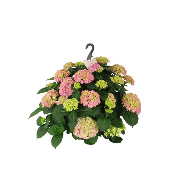 Hortenzija macr  hi river 27cm Roze hangplant 20+ Bloem15 fl 40cm 27cm Q2218