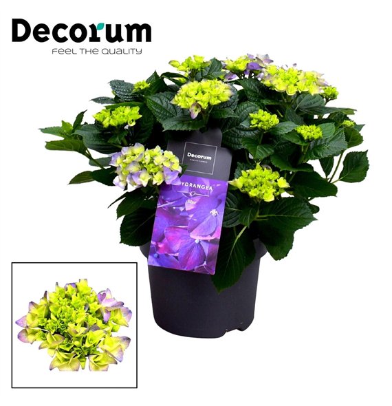 Hortenzija macr  hi river bulb Blue 10 - 15 heads (Decorum) fl 45cm 23cm Q2221