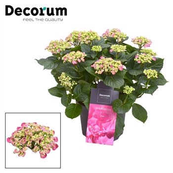 Hortenzija macr  curly wurly Curly Wurly Roze 9-15 heads (Decorum) 10 fl 50cm 23cm Q2227