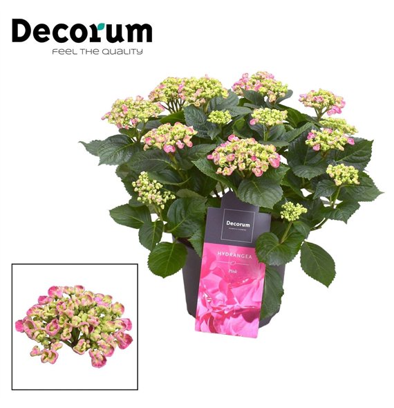 Hortenzija macr  curly wurly Curly Wurly Roze 9-15 heads (Decorum) 10 fl 50cm 23cm Q2227