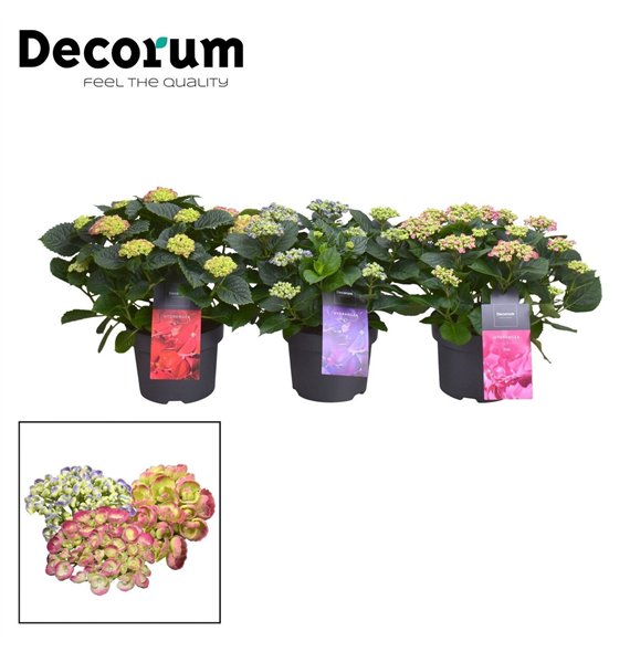 Hortenzija macr  curly wurly Curly Wurly mix 9-15 heads (Decorum) 10 fl 50cm 23cm Q2228