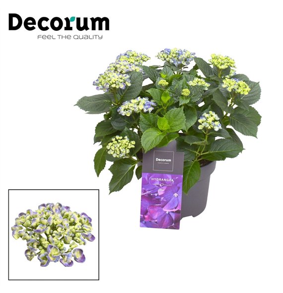 Hortenzija macr  curly wurly Curly Wurly Blauw 9-15 heads (Decorum) 10 fl 50cm 23cm Q2229