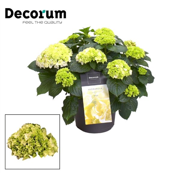 Hortenzija hi white sun bulb White 7 - 12 heads (Decorum) fl 45cm 23cm Q2230