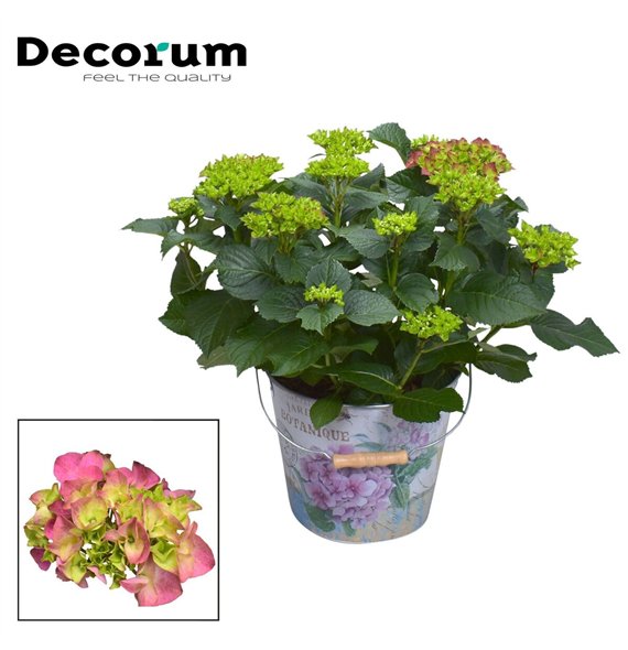 Hortenzija hi fire bulb Red 7 - 12 heads in Vedro (Decorum) fl 45cm 23cm Q2231