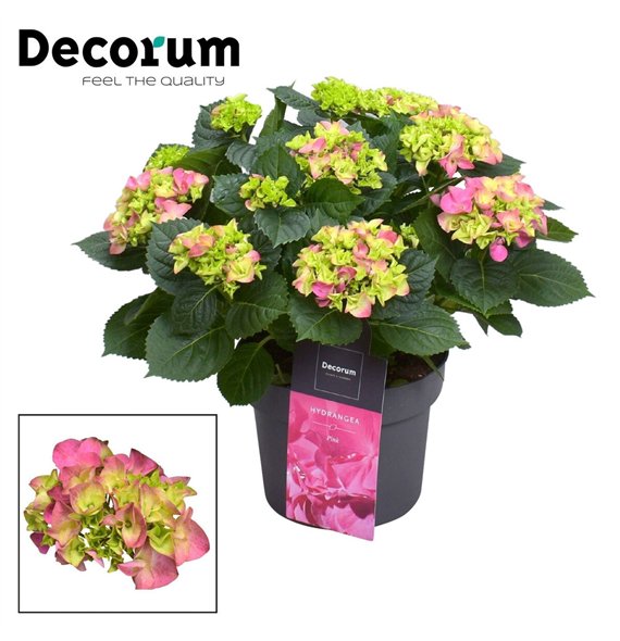 Hortenzija macr  hi river bulb Pink 7 - 12 heads (Decorum) fl 45cm 23cm Q2232