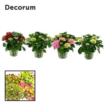 Hortenzija macrophylla bulb several colours 7 - 12 heads in zink green (Decorum) fl 45cm 23cm Q2234