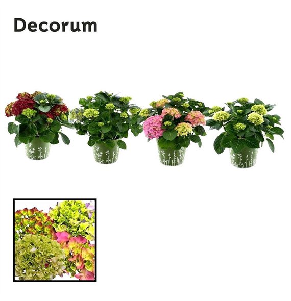 Hortenzija macrophylla bulb several colours 7 - 12 heads in zink green (Decorum) fl 45cm 23cm Q2234