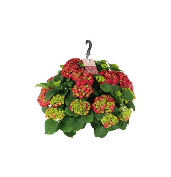 Hortenzija macr  hi fire 27cm Rood Hangplant 20+ Bloem20 fl 45cm 27cm Q2237