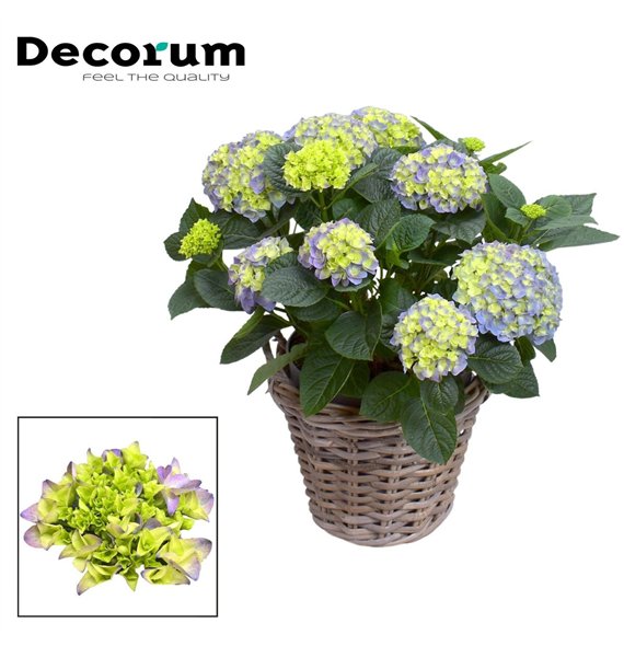 Hortenzija macr  hi river bulb Blue 10 - 15 heads in Rattan Košara (Decorum) fl 55cm 23cm Q2244