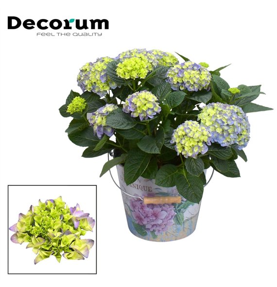 Hortenzija macr  hi river bulb Blue 7 - 12 heads in Vedro (Decorum) fl 45cm 23cm Q2245
