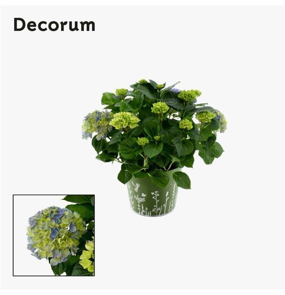 Hortenzija macr  hi river bulb Blue 7 - 12 heads in zink green (Decorum) fl 45cm 23cm Q2247