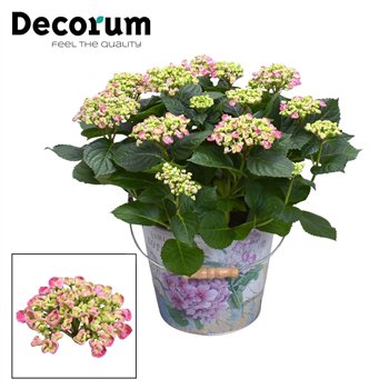 Hortenzija macr  curly wurly Curly Wurly Roze 9-15 heads in Vedro (Decorum) 10 fl 50cm 23cm Q2254