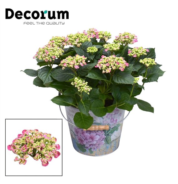 Hortenzija macr  curly wurly Curly Wurly Roze 9-15 heads in Vedro (Decorum) 10 fl 50cm 23cm Q2254