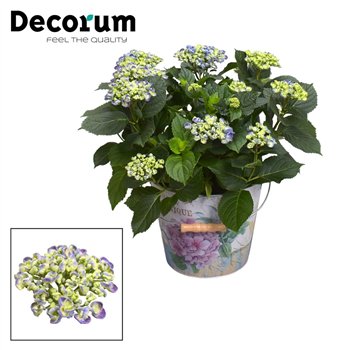 Hortenzija macr  curly wurly Curly Wurly Blue 9-15 heads in Vedro (Decorum) 10 fl 50cm 23cm Q2255