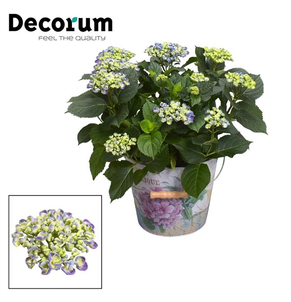 Hortenzija macr  curly wurly Curly Wurly Blue 9-15 heads in Vedro (Decorum) 10 fl 50cm 23cm Q2255