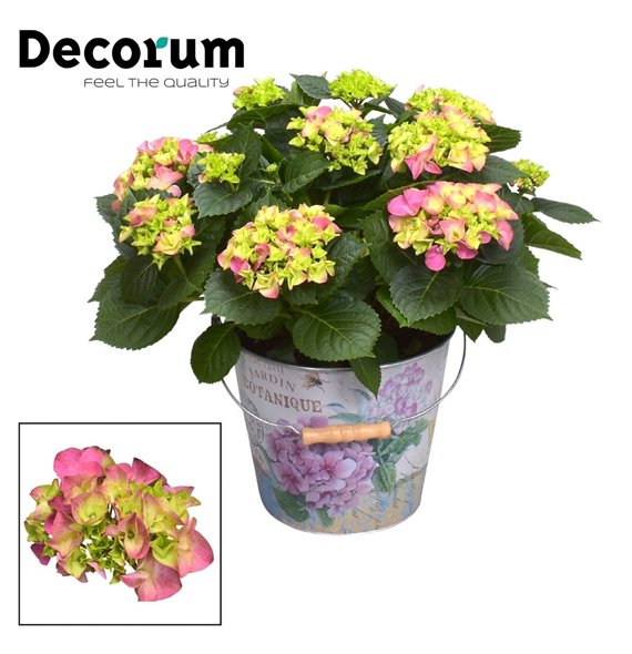 Hortenzija macr  hi river bulb Pink 7 - 12 heads in Vedro (Decorum) fl 45cm 23cm Q2256