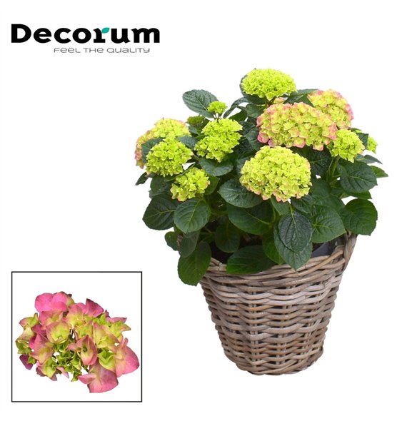 Hortenzija macr  hi river bulb Pink 10 - 15 heads in Rattan Košara (Decorum) fl 55cm 23cm Q2259