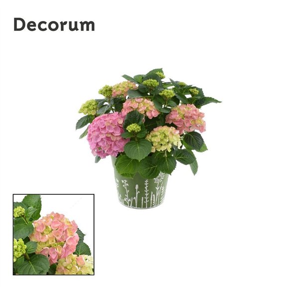 Hortenzija macr  hi river bulb Pink 7 - 12 heads in zink green (Decorum) fl 45cm 23cm Q2262