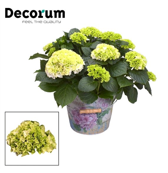 Hortenzija hi white sun bulb White 7 - 12 heads in Vedro (Decorum) fl 45cm 23cm Q2265