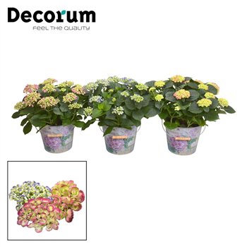 Hortenzija macr  curly wurly Curly Wurly several colours 9-15 heads in Vedro (Decorum) 10 fl 50cm 23cm Q2267
