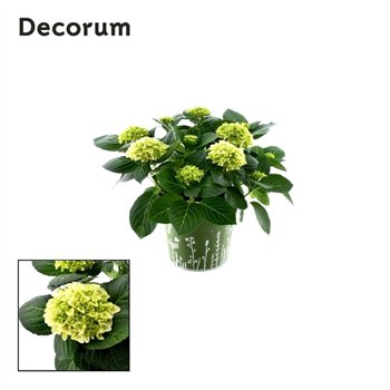Hortenzija hi white sun bulb White 7 - 12 heads in zink green (Decorum) fl 45cm 23cm Q2268