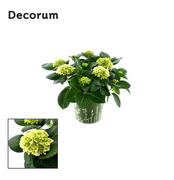 Hortenzija hi white sun bulb White 7 - 12 heads in zink green (Decorum) fl 45cm 23cm Q2268