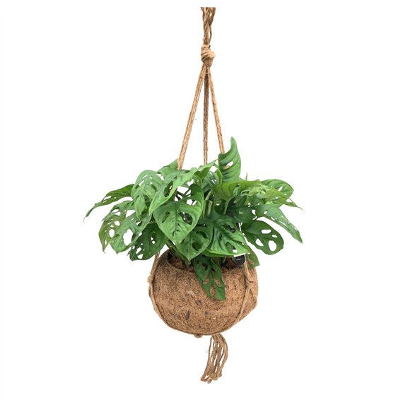 Monstera obliqua monkey mask Kokodama XXL Monkey Mask 1 pp 40cm 25cm Q2422