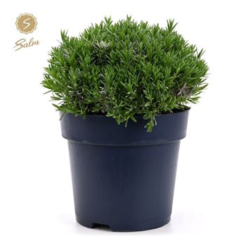 Lavandula angustifolia felice ang  Felice Premium Provence® P27 40cm 27cm Q2447