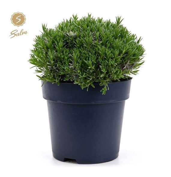 Lavandula angustifolia felice ang  Felice Premium Provence® P27 40cm 27cm Q2447
