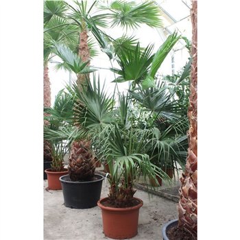 Livistonia australis Livistona chinensis2 pp 300cm 70cm Q2461