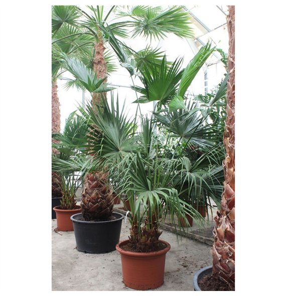 Livistonia australis Livistona chinensis2 pp 300cm 70cm Q2461