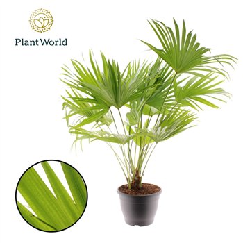 Livistonia rotundifolia Livistona Rotundifolia 3pp 3 pp 110cm 32cm Q2462