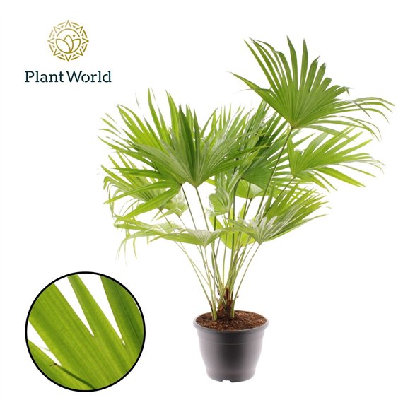 Livistonia rotundifolia Livistona Rotundifolia 3pp 3 pp 110cm 32cm Q2462