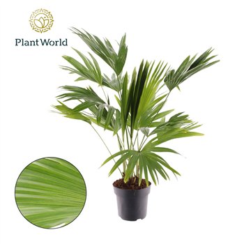 Livistonia rotundifolia Livistona 3pp 3 pp 140cm 24cm Q2463