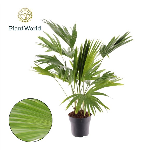 Livistonia rotundifolia Livistona 3pp 3 pp 140cm 24cm Q2463